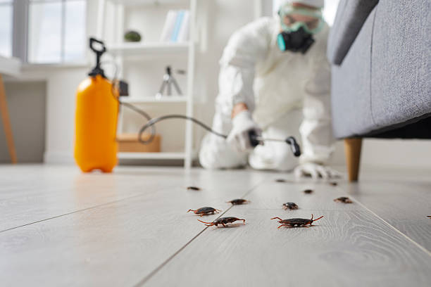 Trusted Termite Control service in Flora, IL - Nex Pest Control